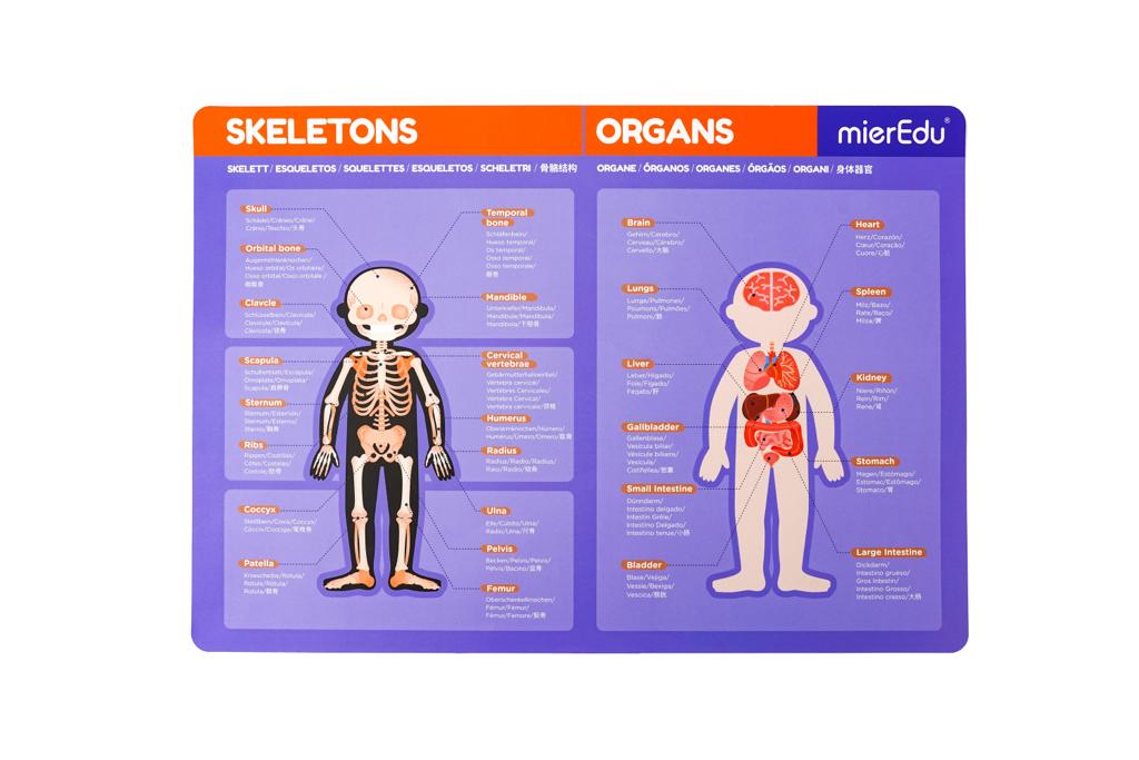 MierEdu Maletín magnético Anatomía
