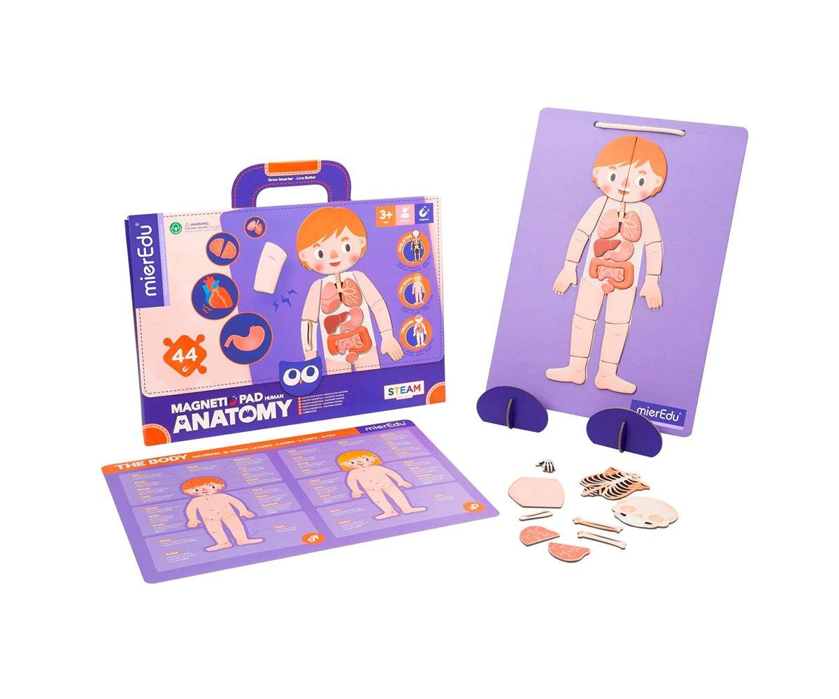MierEdu Maletín magnético Anatomía