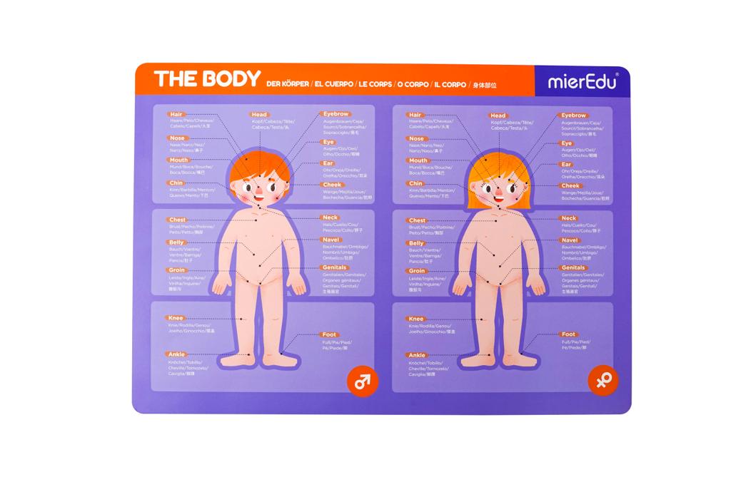 MierEdu Maletín magnético Anatomía