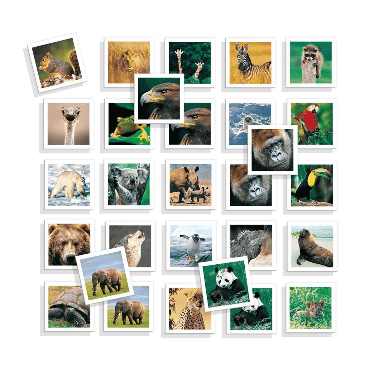 Diset Memo foto de animales