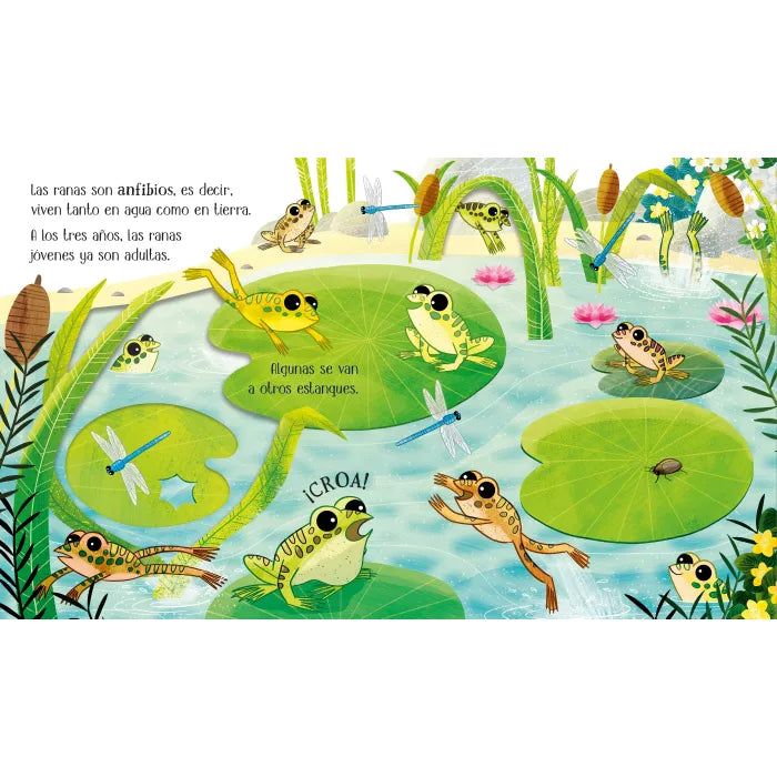 Ciclos de la vida Las ranas