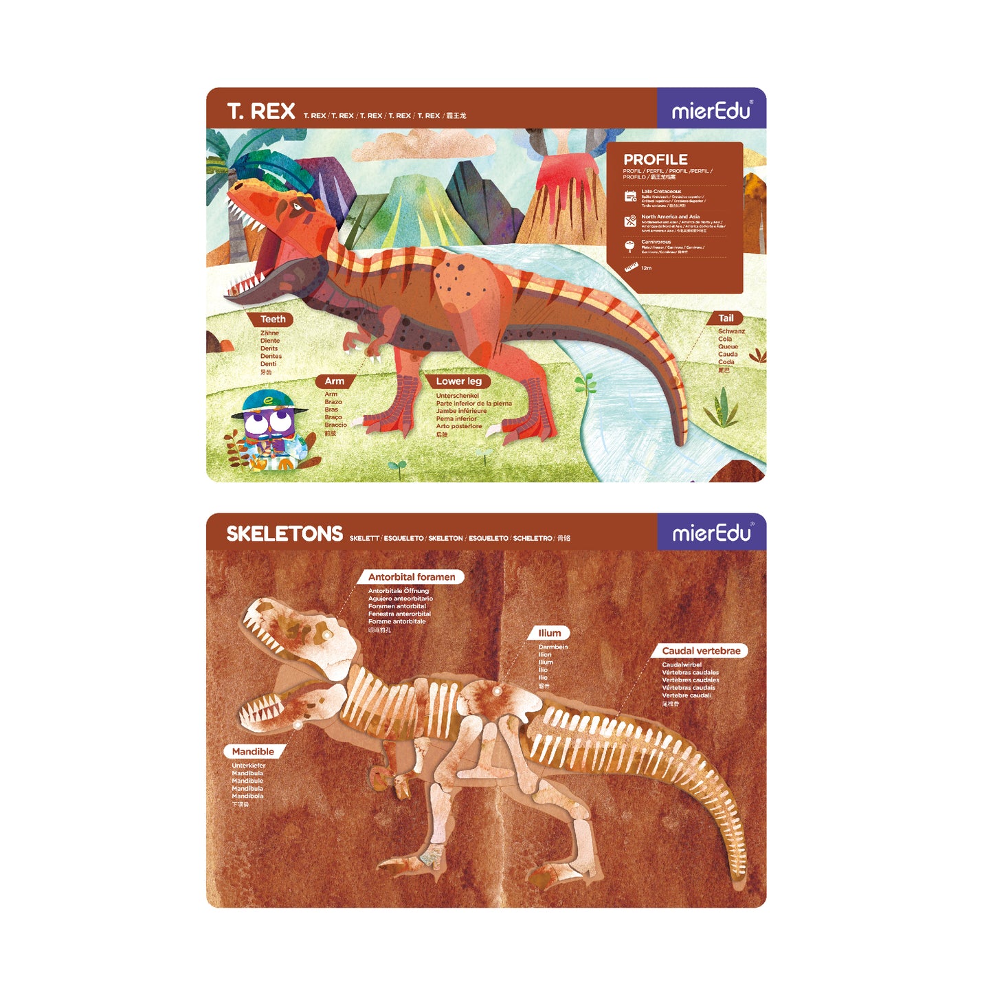 MierEdu Maletín magnético T-Rex